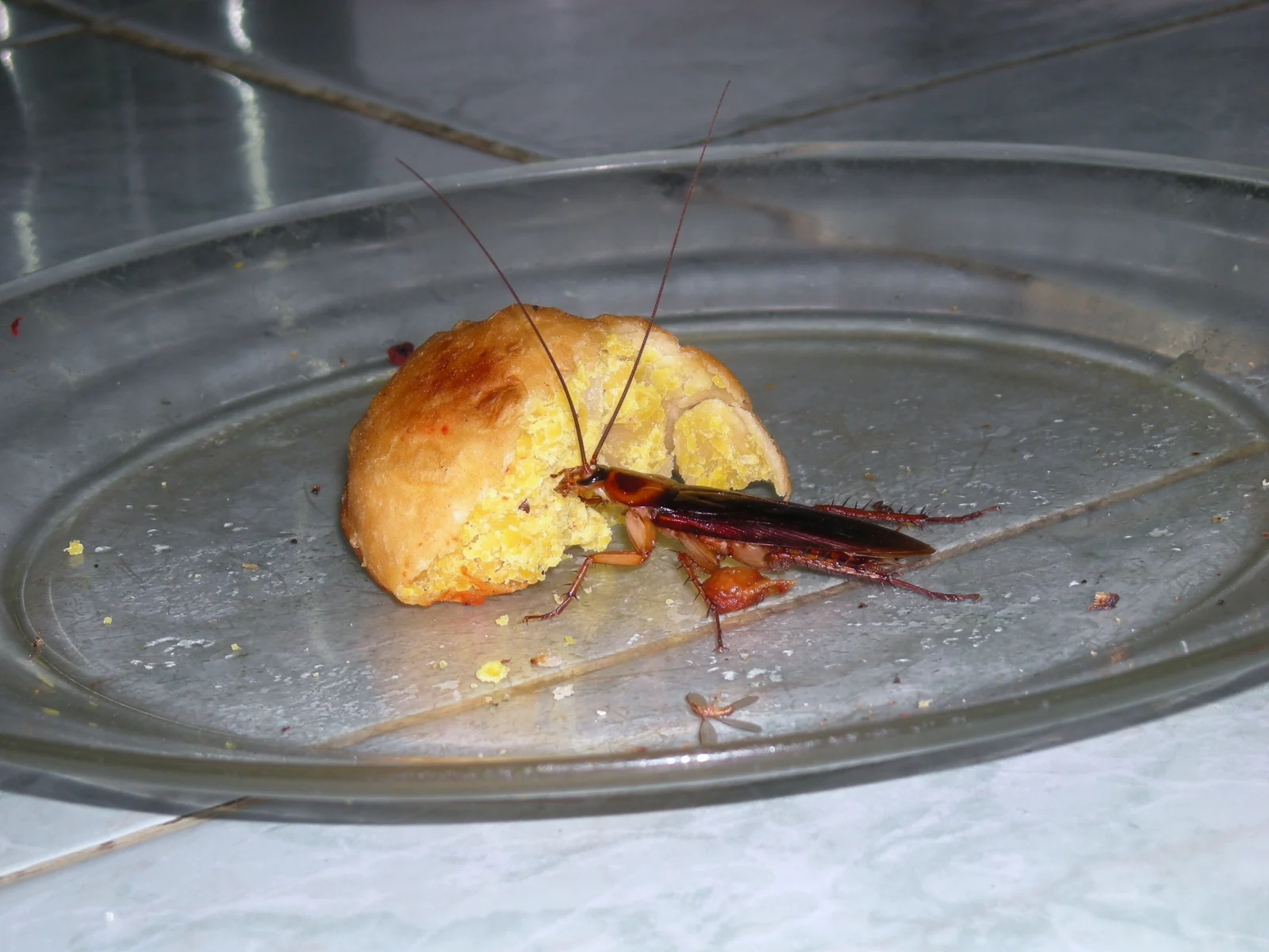 American cockroach, Periplaneta americana, on a light surface