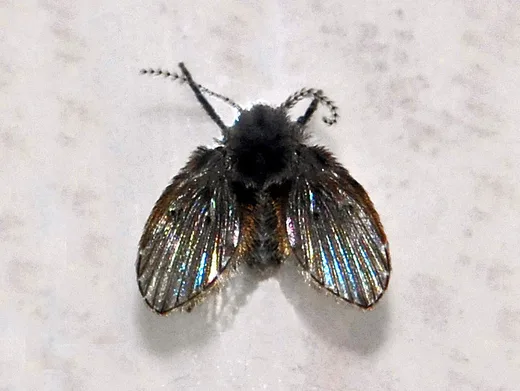 Drain fly (Clogmia albipunctata) on a light background