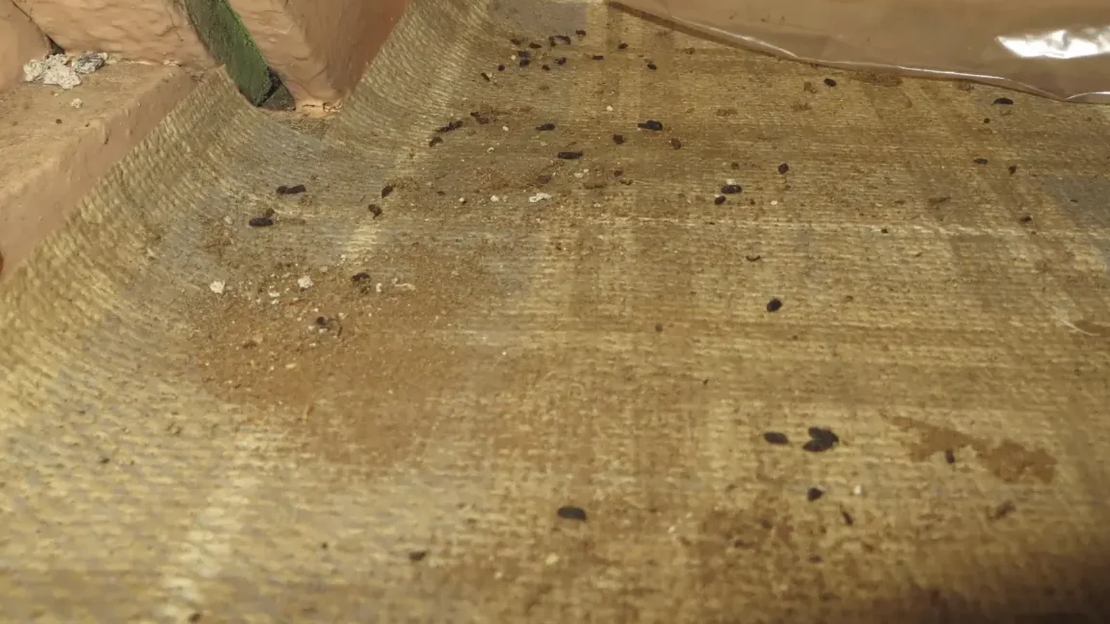 Small dark pointed pellets on a shelf, typical house mouse droppings