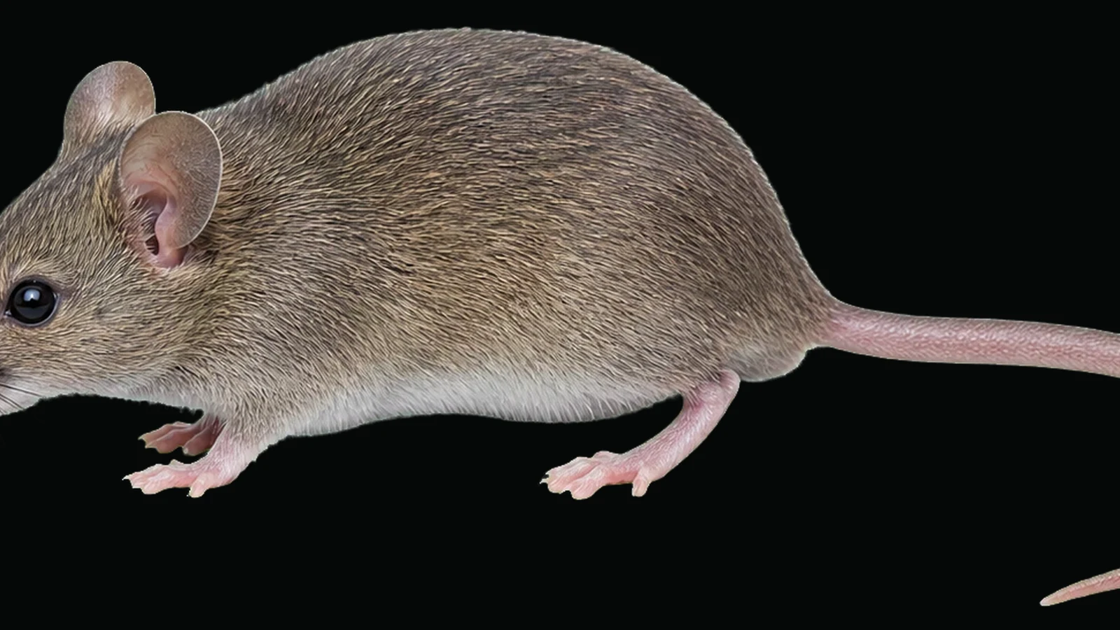 House mouse in profile on a dark background
