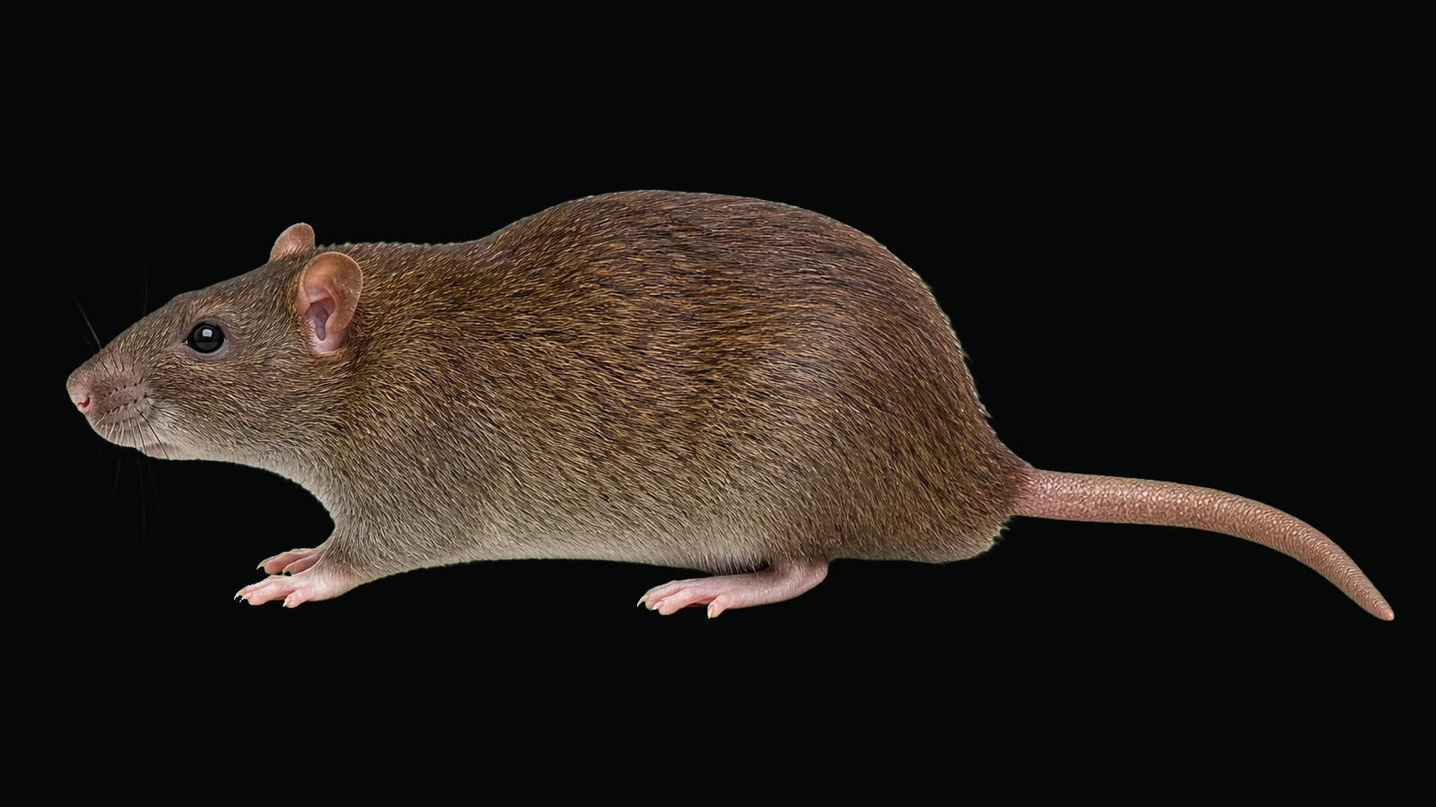Norway rat