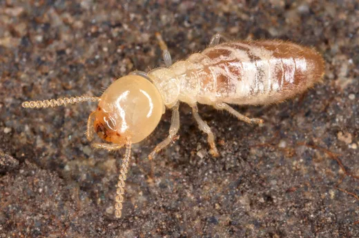 Macro photograph of a termite on a light surface